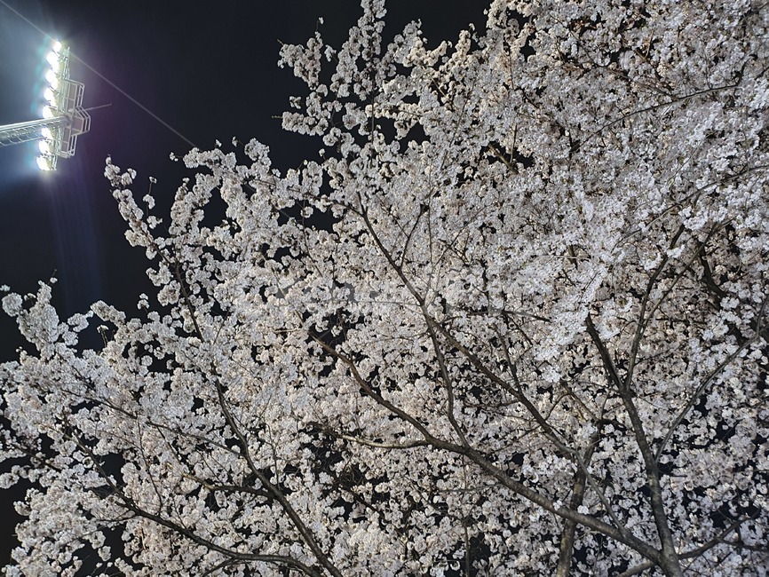 벚꽃,밤벚꽃,벚꽃야경,cherryblossoms,nightcherryblossoms,flower,nightflower,nature,자연