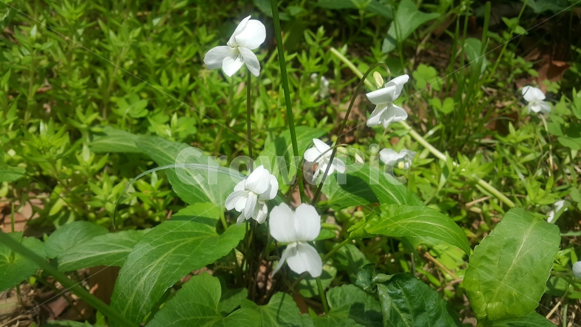 꽃,봄,들꽃,흰색,식물,자연,흰꽃,배경,힐링,식물,자연,plants,nature,꽃,flower