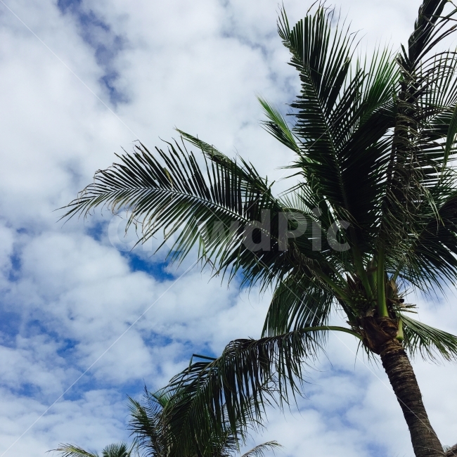 야자수,구름,여름,하늘,배경화면,여름,계절,summer,season,식물,자연,plants,nature,tree,나무,palm tree,plant