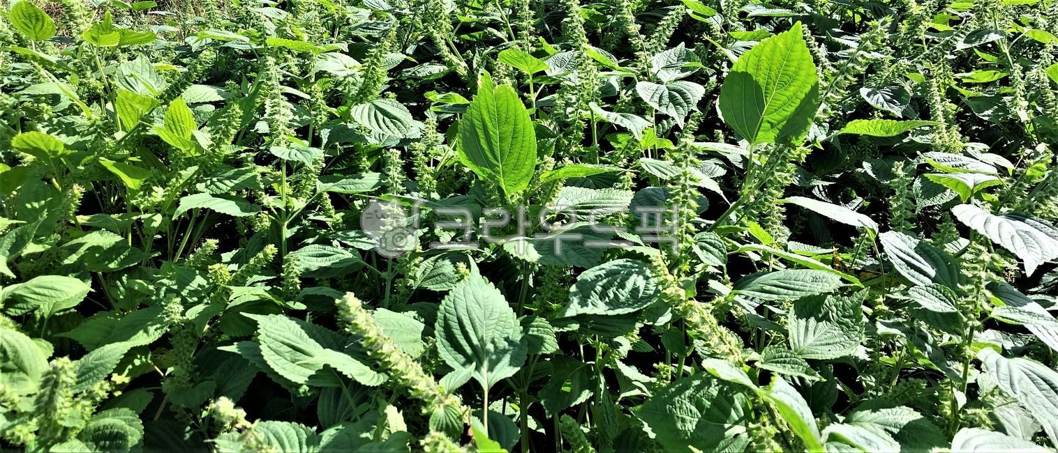 Perilla leaves,perillaleaves,sesame,leaf,perillaoil,herbs,Herb,Perilla seeds,Sesame,perillaseeds