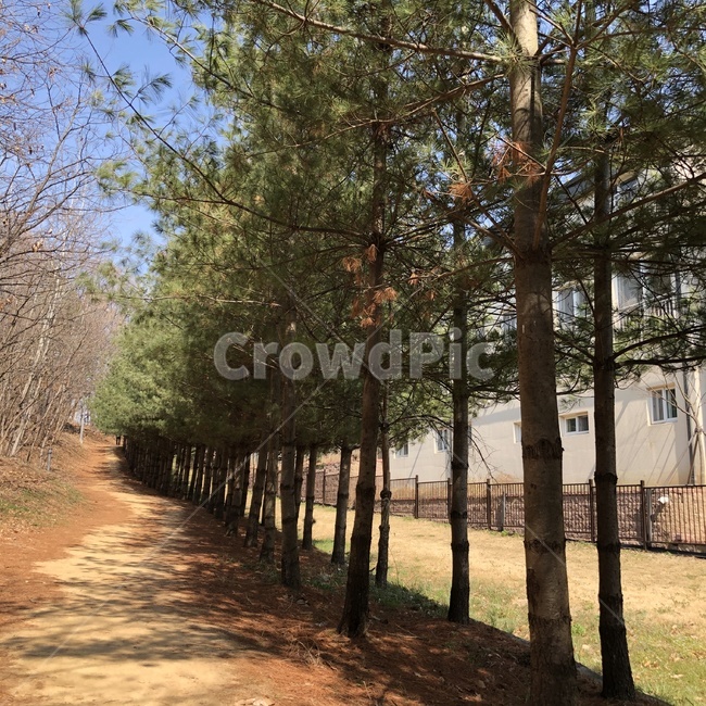 나무,산책길,pinetree,walk,길,road,tree,plant,식물