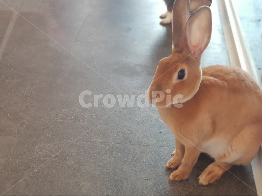토끼,래빗,포유류,애완동물,토끼홀릭,동물,animal,포유류,mammal
