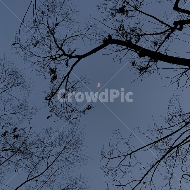 자연,달,나무,야경,밤,감성,자연,풍경,nature,landscape,야경,밤,nightscape,night,silhouette,실루엣,outdoors,옥외