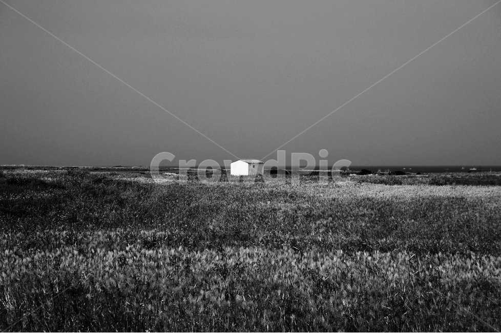 제주,풍경,보리밭,가파도,봄,봄,계절,spring,season,자연,풍경,nature,landscape,한국자연풍경,한국자연경관,korea nature landscape,제주도,jeju,jeju island,흑백,모노톤,monochrome,black and white,outdoors,옥외,building,건물