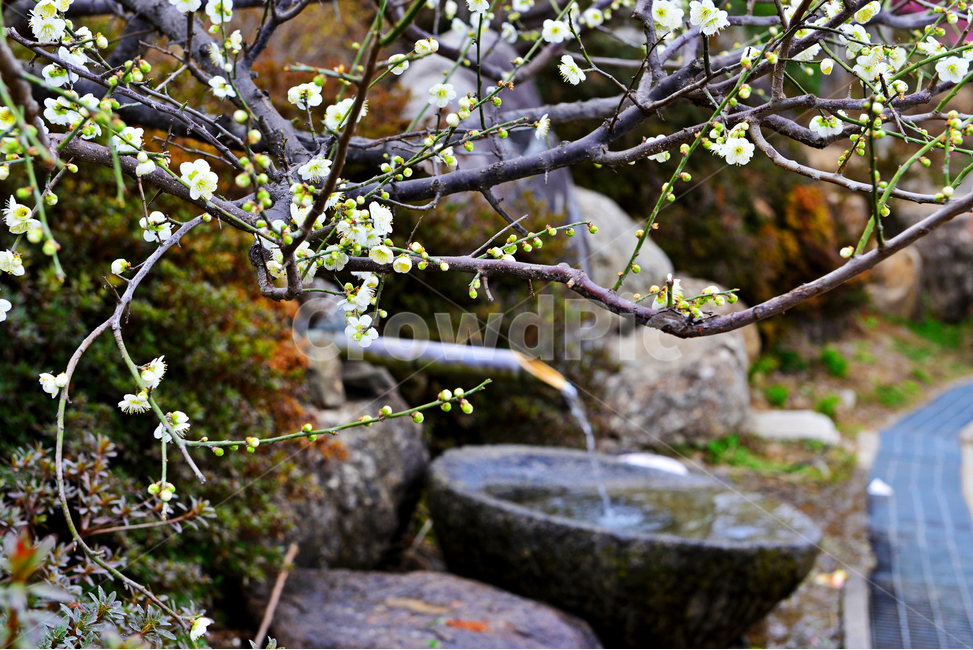 광양,매화마을,다압매화마을,매화꽃,섬진강매화마을,봄,계절,outdoors,옥외,landscape,경치,nature,자연,human,인간,person,사람,scenery,풍경,물,식수,꽃