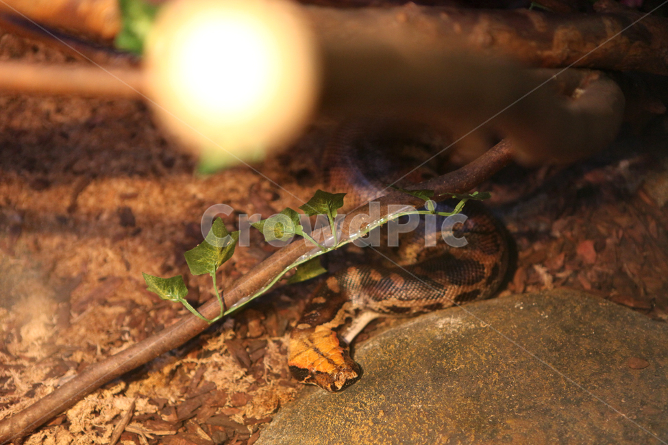 뱀,snake,동물,animal,zoo,동물,animal,파충류,양서류,reptile,amphibian