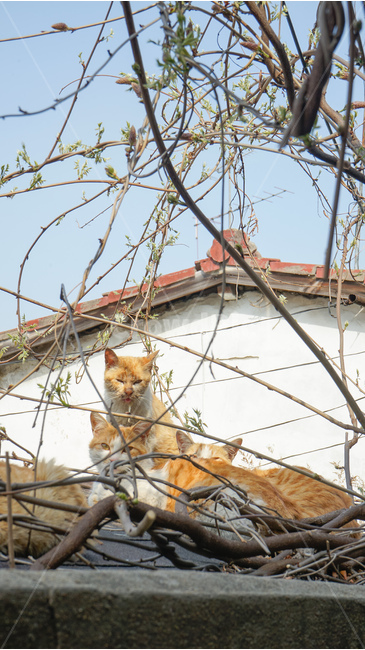 고양이,봄,따뜻함,햇살,길고양이,동물,animal,포유류,mammal,고양이,cat,kitten,kitty