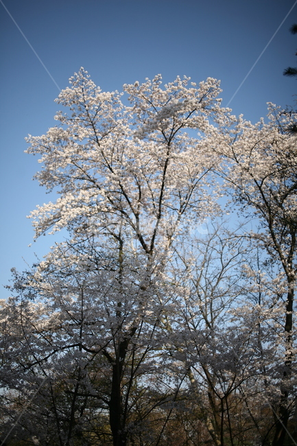 나무,tree,plant,식물,cherryblossom,벚꽃,꽃,풍경