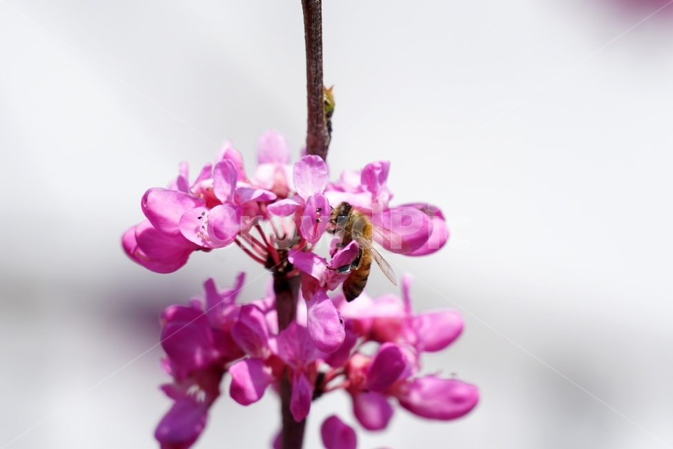 꽃,꽃사진,플라워,flower,봄,봄꽃,spring,식물,plants,자연,nature,풍경,landscape,계절,season,snap,스냅,접사,macro,closeup,클로즈업,감성사진,감성,힐링,healing,느낌,feel,feeling,벌,곤충,insect,동물,animal,honey,bee,말벌,꿀벌,벌레,꽃밭,화단,4월,April,박태기나무,박태기꽃,박태기나무꽃,귀화식물,나무,나뭇가지,tree,한국자연,식물,자연,plants,nature,꽃,flower,동물,animal,곤충,벌레,insect,bug