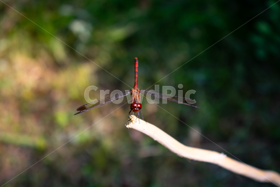 잠자리,dragonfly,드래곤플라이,곤충,휴식,날개,동물,animal,곤충,벌레,insect,bug