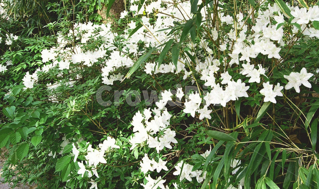 꽃,식물,자연,하얀색,감성,빈티지,배경,분위기,flower,blossom,plant,식물,자연,plants,nature,꽃,flower