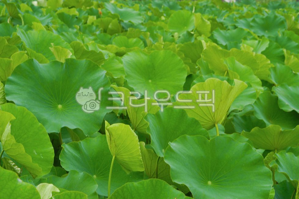 leaf, 잎, flower, 꽃, 연잎, 사진,이미지,일러스트,캘리그라피 - 10mmgrid작가