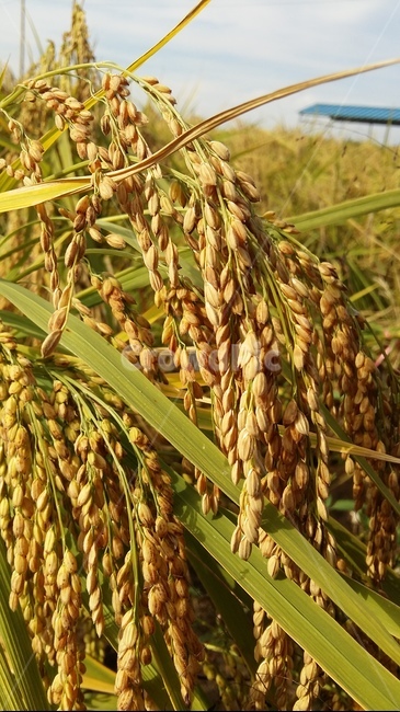 벼이삭,벼,논,가을들판,토종벼,곡류,곡식,cereals,산업,industry,industrial,농업,농사,agriculture,farming,farming industry