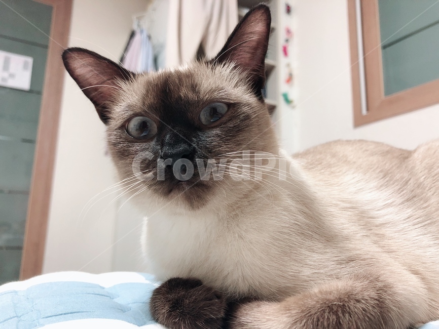 고양이,animal,동물,cat,pet,샴,샴고양이,siamese,반려동물,건방짐,화남,angry,동물,animal,포유류,mammal,고양이,cat,kitten,kitty