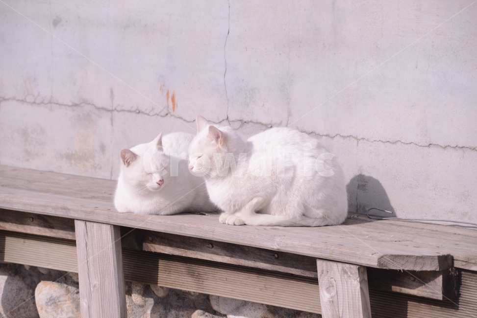 동물,animal,자연,nature,포유류,고양이,동물,animal,포유류,mammal,고양이,cat,kitten,kitty