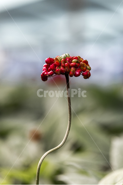인삼,인삼꽃,열매,씨앗,보약,장수,뇌,식물,자연,plants,nature,과일,열매,fruit