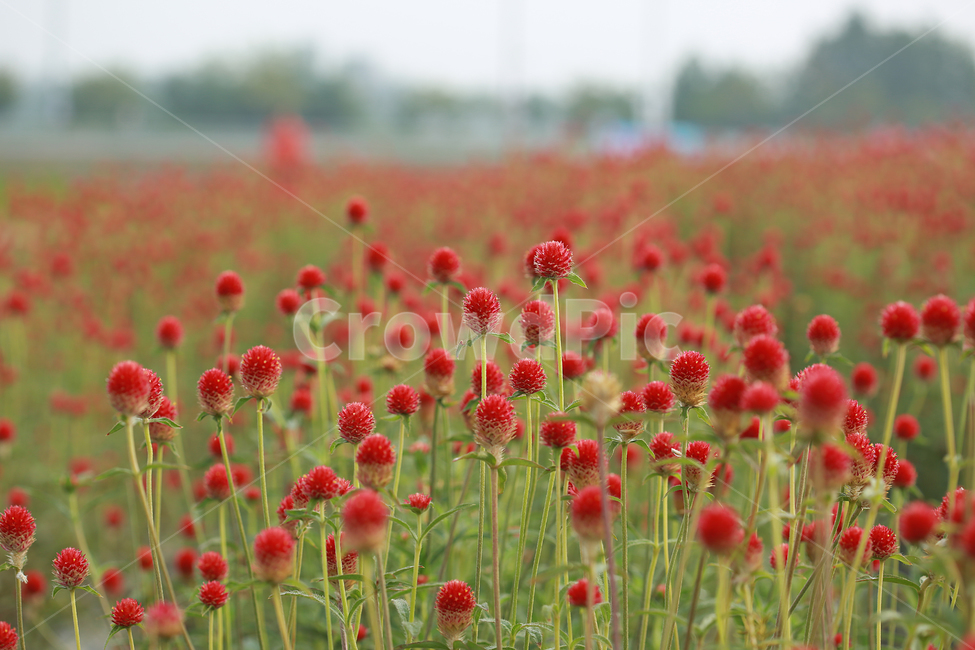 꽃,천일홍,양주나리공원,flower,nature,자연,주황색,식물,자연,plants,nature,꽃,flower
