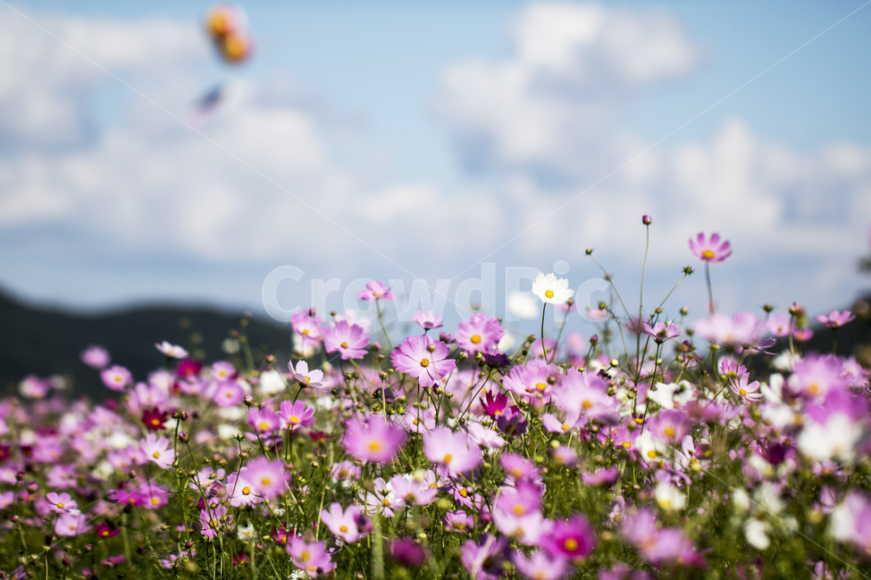 코스모스,하늘,구름,꽃밭,풍경,경치,꽃,식물,자연,가을,식물,자연,plants,nature,꽃,flower
