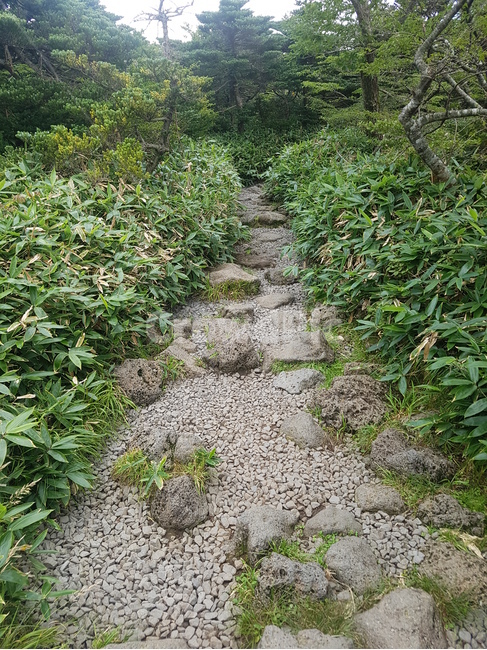 길,돌,흙,풀,나무,자연,외로움,나뭇잎,거칠다,거친,고난,어려움,야생,wild,산,산길,비포장,도로,고독,정적,적막,풍경,잡초,이끼,정원,산책,등산,험난한,돌다리,징검다리,암석,조각,자연,풍경,nature,landscape,ground,바닥,gravel,자갈,road,dirt road,흙길