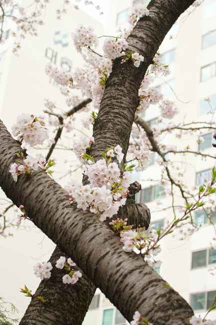 벚꽃,식물,blossom,꽃,flower