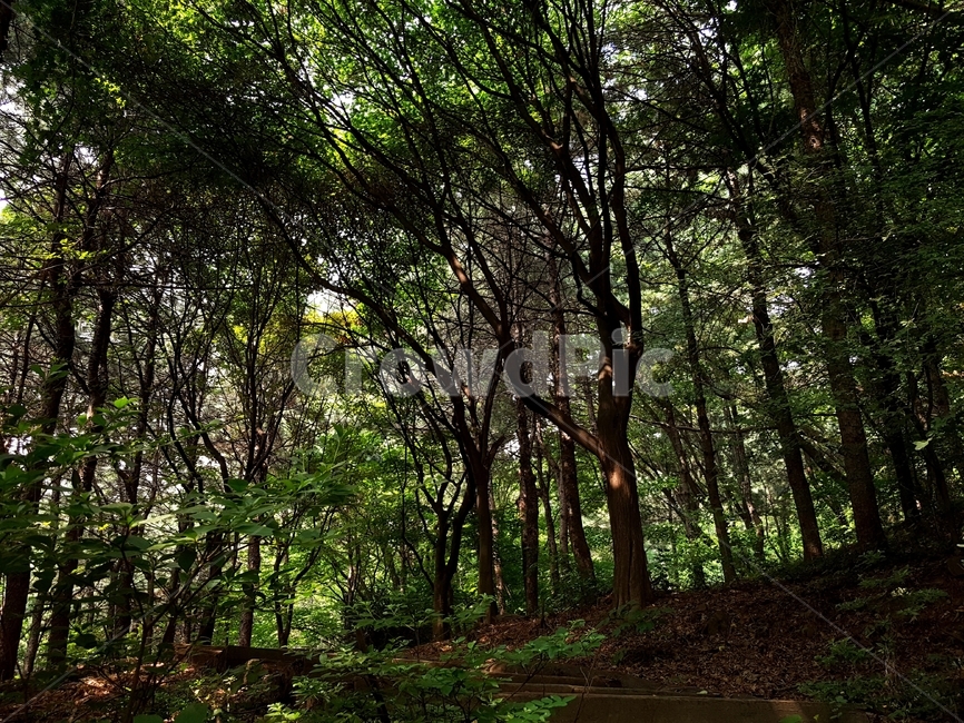 숲,나무,자연,녹음,숲그늘,green,cool,woods,forest,evergreen,leaves,branches,sunlight,shadow,healing,신록,힐링,계절,나뭇잎,가지