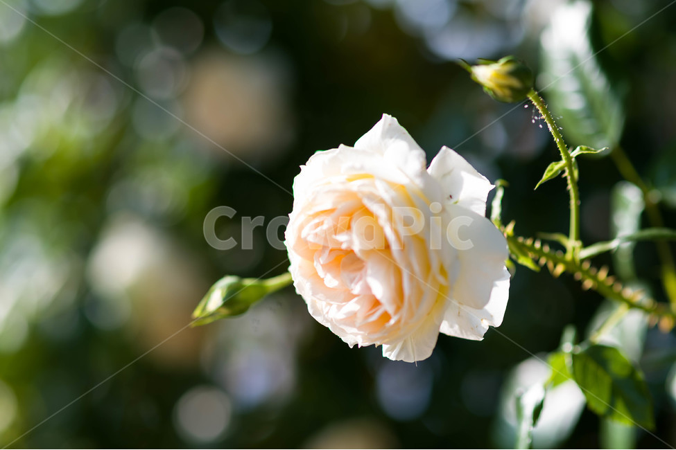 자연,풍경,한국,장미,꽃,식물,자연,plants,nature,꽃,flower