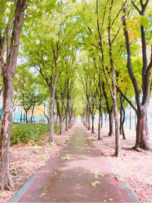 나무,숲,여름,길,봄