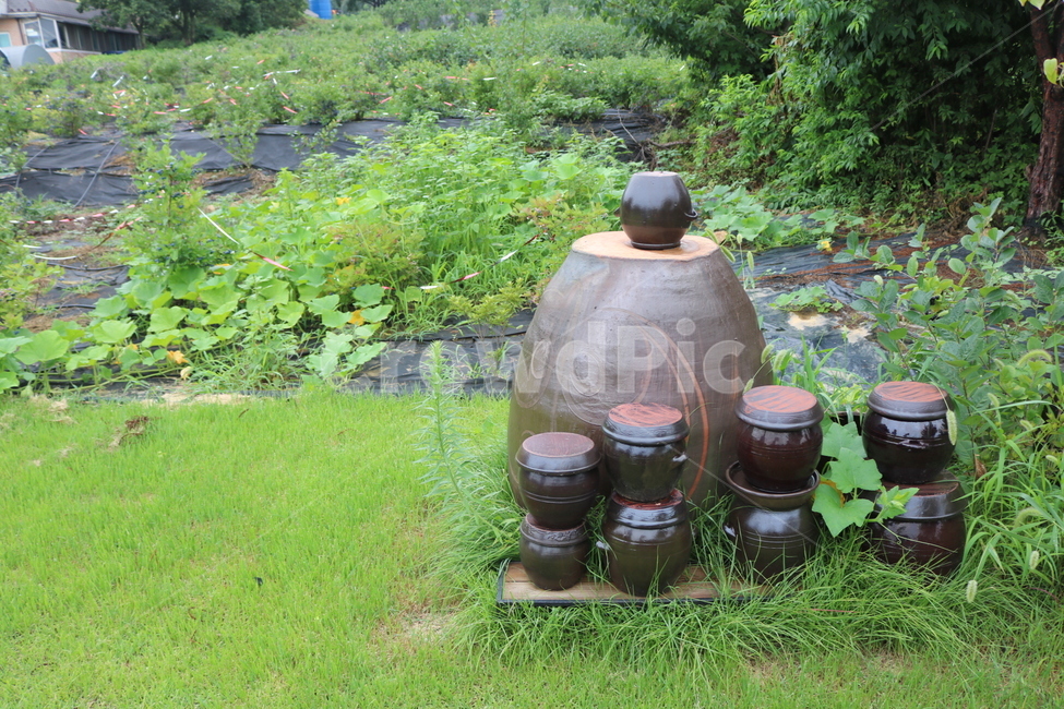 장독대,항아리,풀,장독,자연,정원,한국전통,한국문화,korean traditional,korean culture