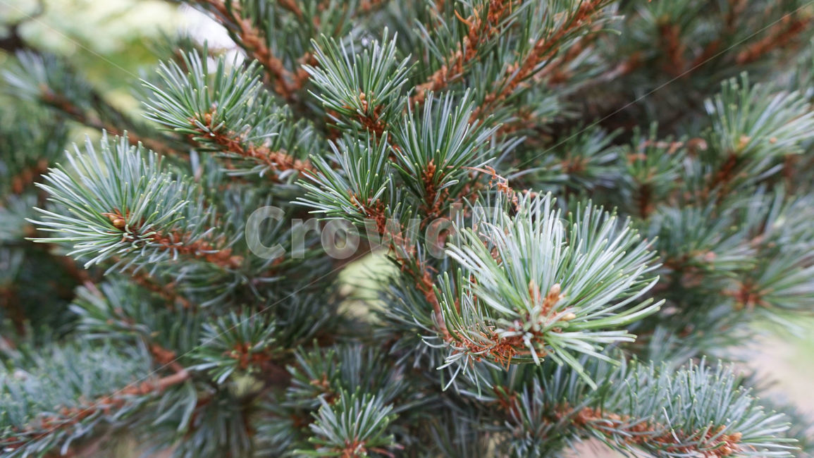 솔나무,소나무,나무,tree,식물,가시,뾰족,plant