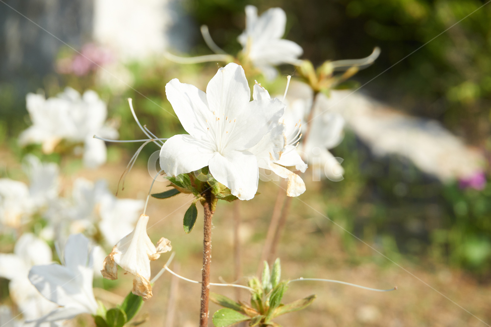 들꽃,꽃,봄,식물,flower,화분,철쭉,plant,백철쭉,자연,nature