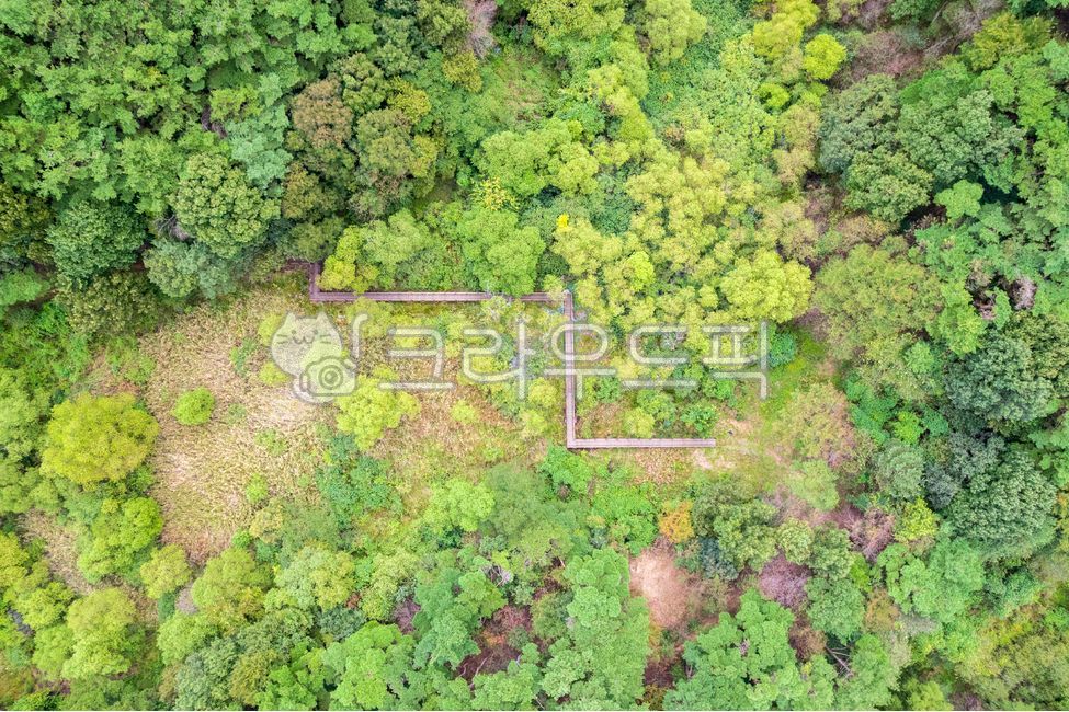 월영습지,큰월영습지,습지,내륙습지,산지습지,나무,여름,초록색,국가생태관광지,숲,전북,전라북도,정읍시,정읍,한국,식물,자연,야외,실외,산책길,산책로,데크길,항공촬영,하이앵글