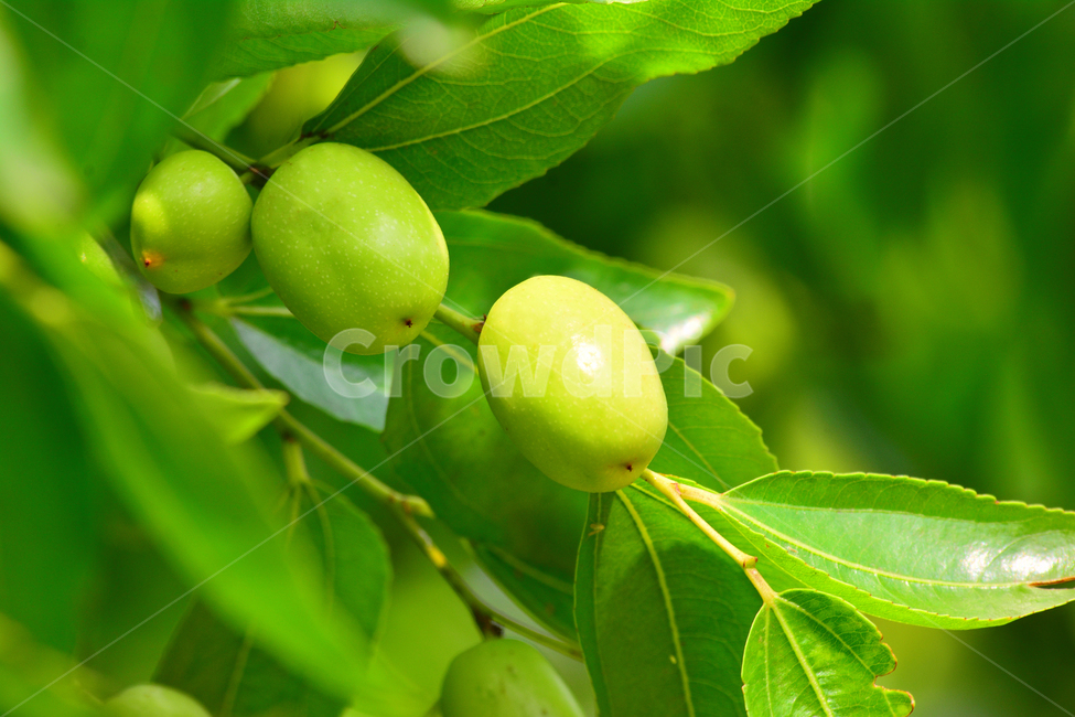 대추,대추나무,건강식품,대추차,jujube,달콤한,맛,과일,가을열매,가을이미지,나무열매,fruit,food,asian,동양적,한국적,한약재료,주렁주렁,풍년,식물,자연,plants,nature,음식,식재료,요리,food,cook,meal,dishes,food reserves,과일,열매,fruit