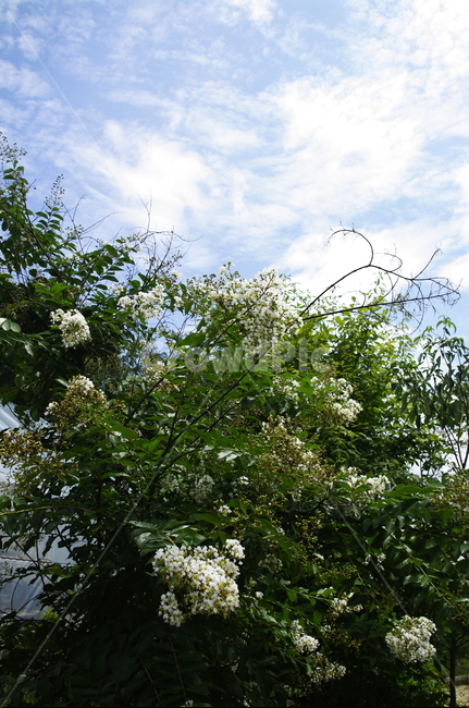 라일락,꽃,flower,식물,plant,자연,nature,하늘,구름