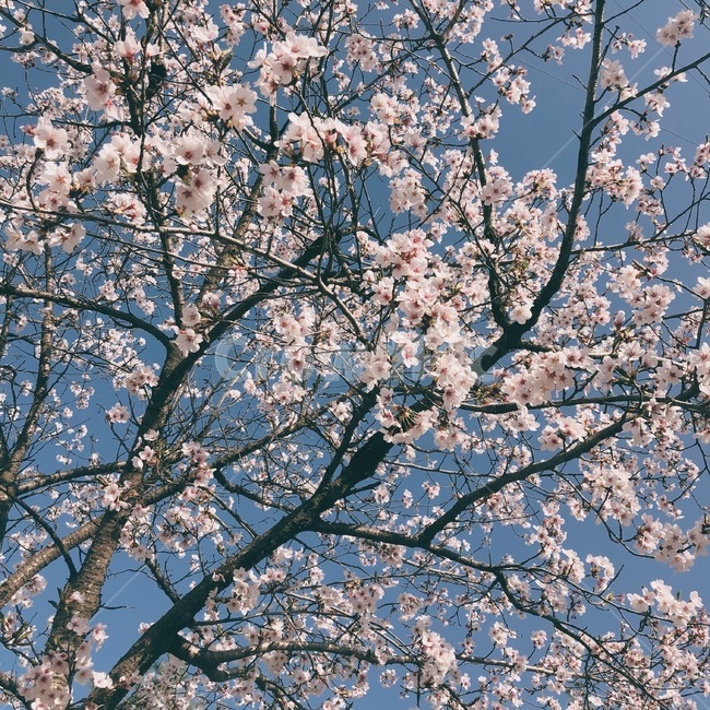 벚꽃,하늘,배경화면,꽃,봄