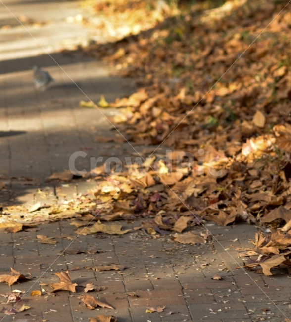 낙엽,가을,감성,색감,고독함,풍경,자연풍경,길,가을,계절,fall,autumn,season,ground,바닥