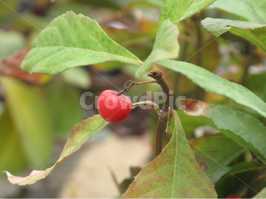 초록,빨강,열매,자연,식물,작은,싱그러운,봄,맺음,green,red,fruit,small,plant,fresh,식물,자연,plants,nature,과일,열매,fruit