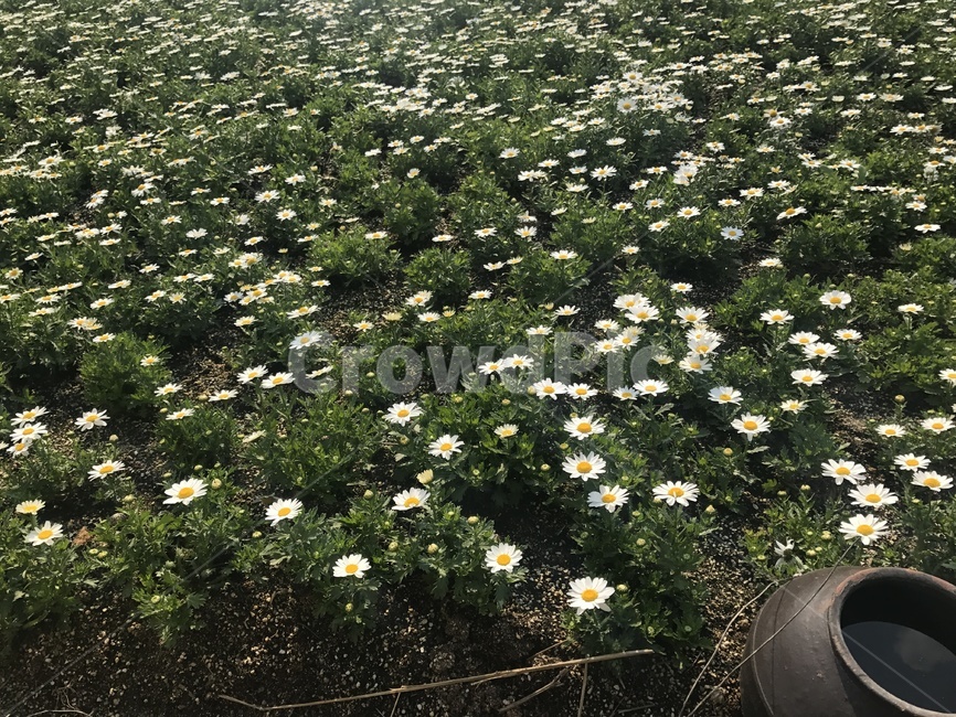 plant,식물,blossom,flower,꽃