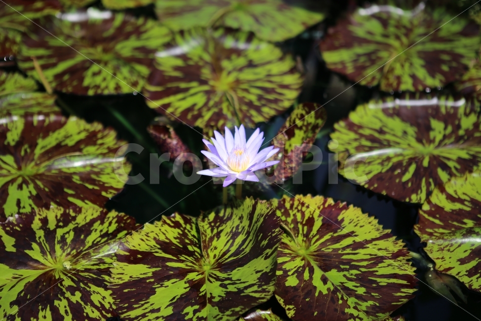 꽃,연꽃,배경,파워포인트,자연,식물,자연,plants,nature,꽃,flower