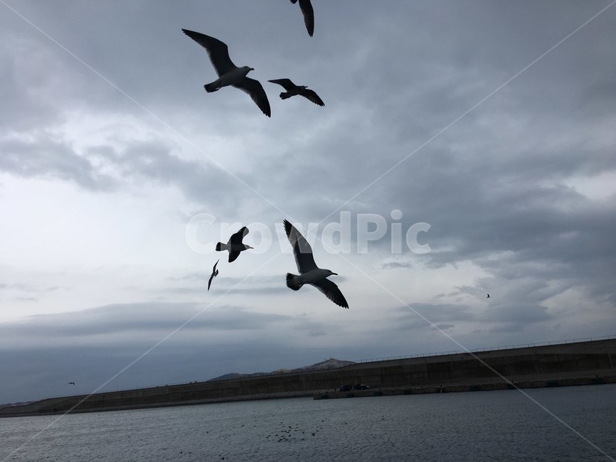animal,bird,새,flying,나는새,갈매기,동물,동물,animal,조류,새,birds