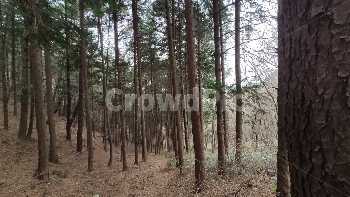 cypress,편백나무,편백,측백나무,노송나무,히노끼,피톤치드,tree,나무,plant,식물,vegetation,초목