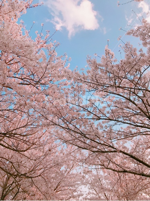 벚나무,벛꽃,벛꽂터널,하늘,봄,봄,계절,spring,season,자연,풍경,nature,landscape,plant,식물,blossom,꽃,cherry blossom,벚꽃,flower