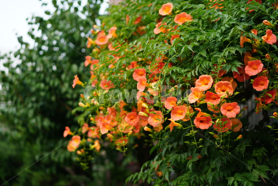 꽃,능소화,색감,컬러,식물,생물,플라워,flower,주황,생명