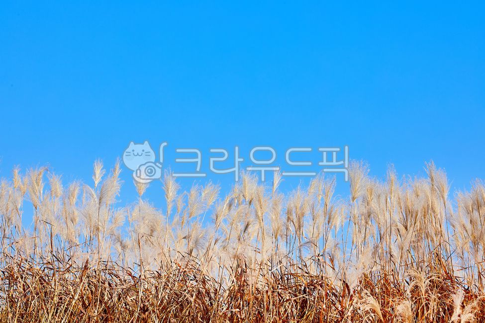 억새밭,억새,억새꽃,가을,파란하늘,푸른하늘,하늘,계절,자연,풍경,식물,하늘공원,상암하늘공원,10월,11월,공원,야외,silvergrass,autumn,bluesky,sky,season,nature,landscape,plant,skypark,sangamskypark,october,november,park,outdoor,가을,계절,fall,autumn,season