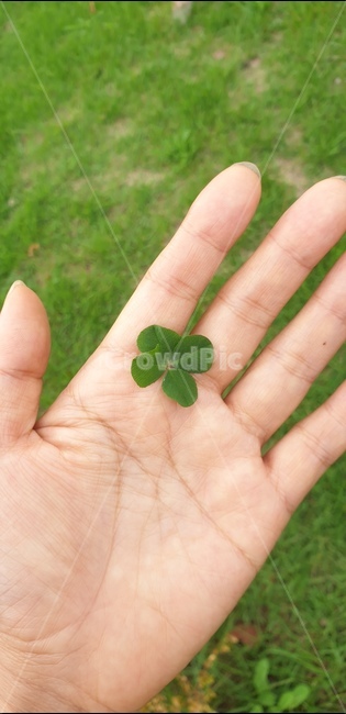 식물,leaf,잎,손,손바닥,크로바,네잎크로바,행운,토끼풀,봄,촉록색,자연,풀잎,clover,nature