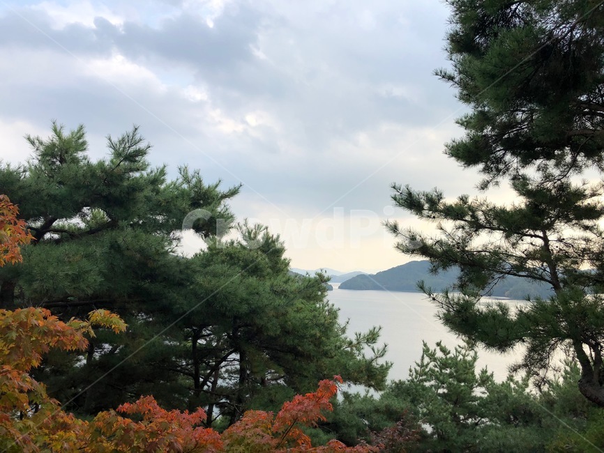 tree,나무,plant,식물,fir,전나무,abies,아비,conifer,구과식물,풍경,한국,바다,숲속,korea,자연,풍경,nature,landscape,구과 식물