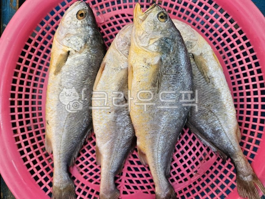fish, 물고기, 해양생물, 조기, 참조기, 사진,이미지,일러스트,캘리그라피 - 이뿐천사작가
