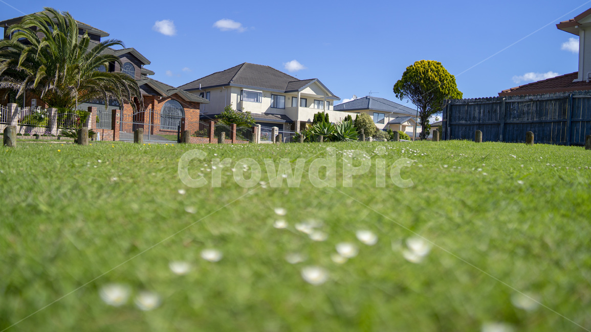 grass,plant,식물,lawn,잔디,식물,자연,plants,nature