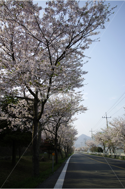 벚꽃,벚꽃길,꽃,봄,봄날,봄풍경,봄꽃,감성,spring,flower,분홍색,진도,남해,island,봄길,산책,봄나들이,봄,계절,spring,season,자연,풍경,nature,landscape,교통,교통수단,traffic,transportation,plant,식물