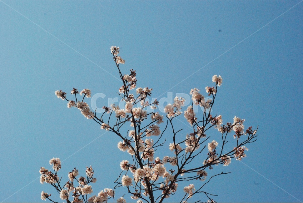봄,벚꽃,하늘,나무,꽃,자연,바람,분홍색