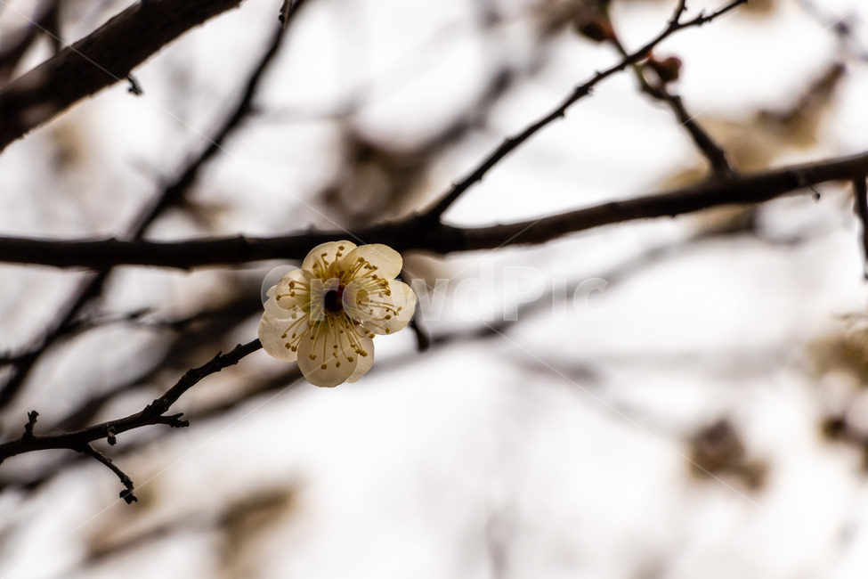 매화,매화꽃,매실꽃,백매화,흰매화,봄,계절,spring,season,식물,자연,plants,nature,꽃,flower,plant